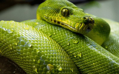 The Great Snake Escape